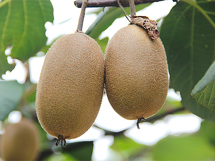 九游娱乐官方网站基地展示一