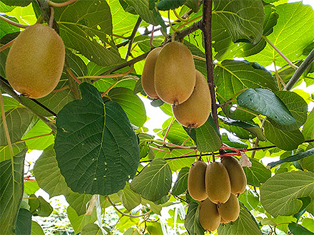 九游娱乐官方网站基地展示四